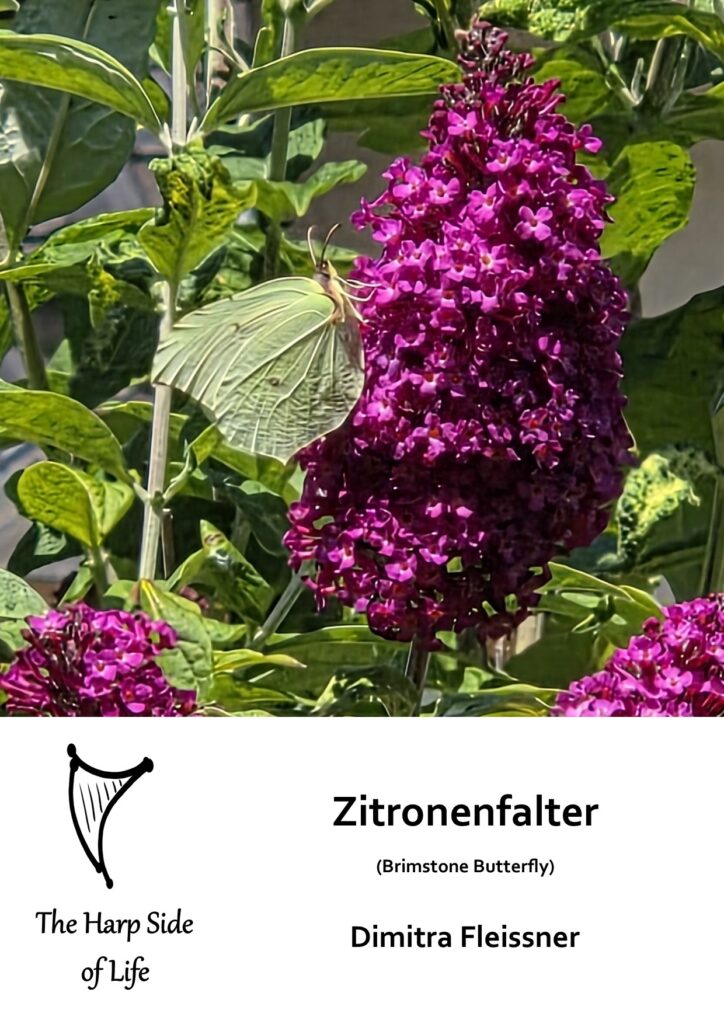 Zitronenfalter
